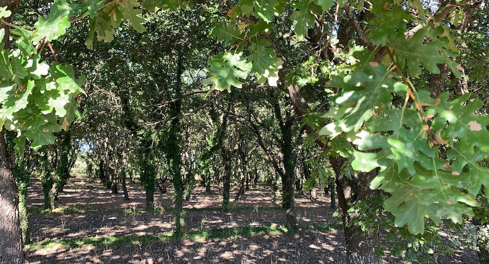 A forest dappled with sunlight.